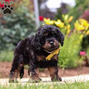 Alex, Cavapoo Puppy